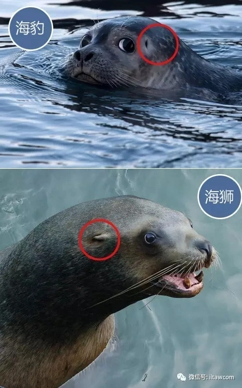 如何区分海象海豹海狮海狗