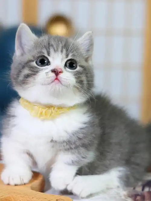 曼基康蓝虎斑加白矮脚弟弟