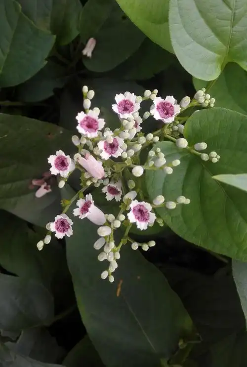 让人爱恨交加的——鸡矢藤