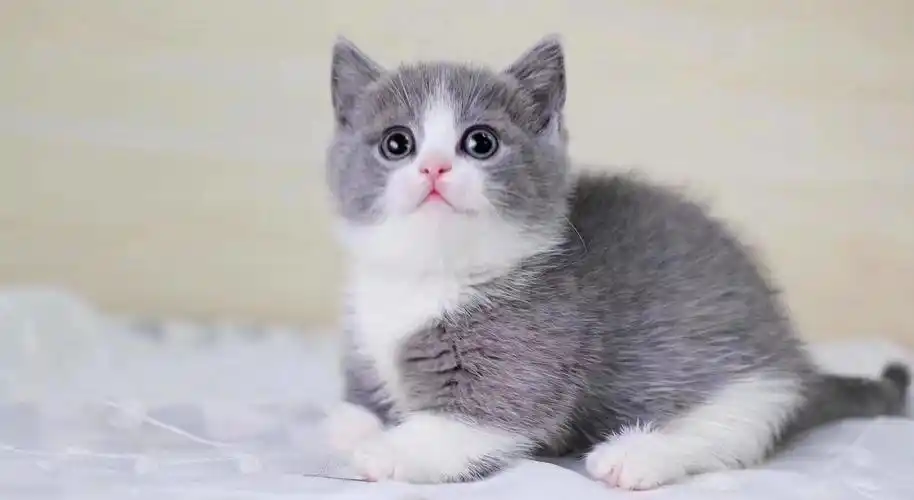 出售纯种蓝白,甜美可爱 会撒娇会卖萌,活泼健康粘人