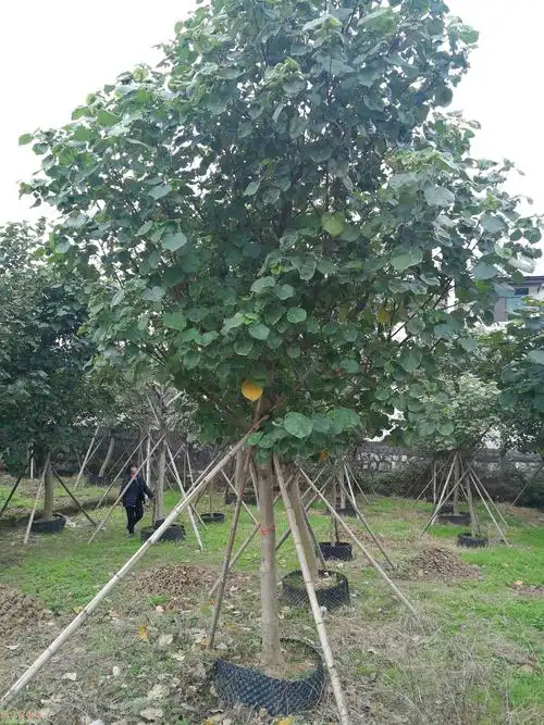 广东广州黄槿价格及朴仔采购供应价格_花木商情网