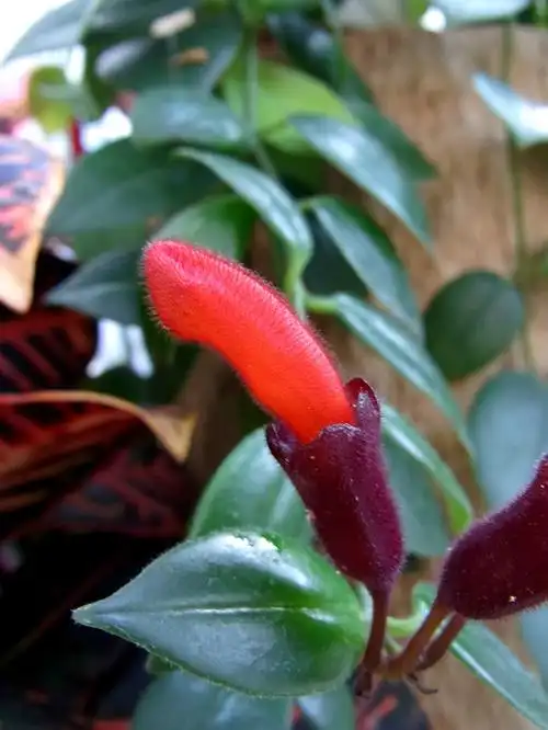 植物小科普口红花