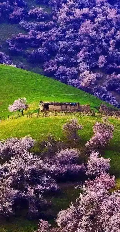 春天,最美的11个瞬间!|桃花|杏花|怒放|油菜花|春暖花开_网易订阅