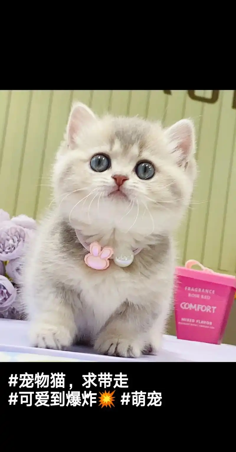 自家蓝金渐层幼猫