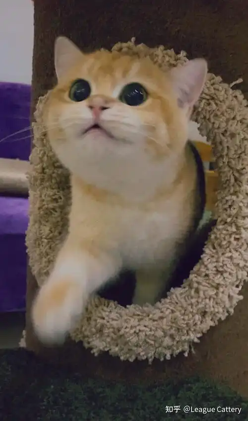 金渐层母猫有没有小脸很萌的?