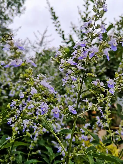 摄影//首发【又见荆条花开】