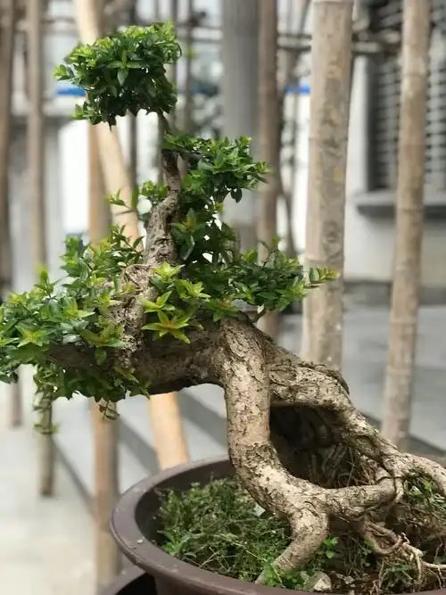 其它 我的水扬梅盆景 写美篇        水杨梅又名细叶水团花,属落叶小