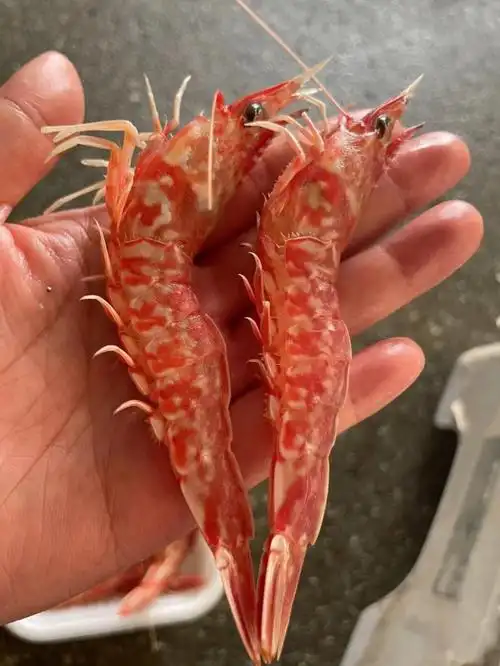 东山岛海鲜樱花虾野生海虾甜而酥脆