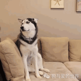 哈士奇二哈gif动图_动态图_表情包下载_soogif