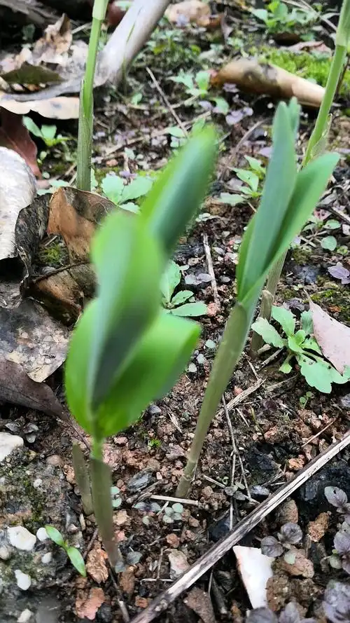 乡村生活#后山里移回家的野生玉竹,终于发芽了,听说这个很滋补哦!