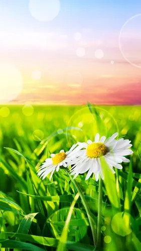 护眼壁纸,护眼,草原,清新,手机壁纸绿色保护您的眼睛