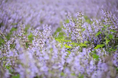 紫色情迷丹参花
