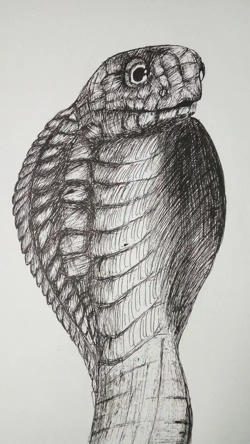 20160411_随笔 眼镜蛇