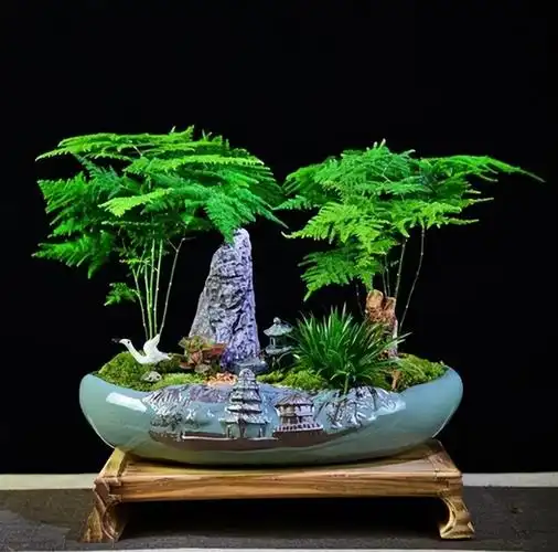 文竹有"4喜",及时满足枝繁叶茂,空气更清新,颜值更上一档次