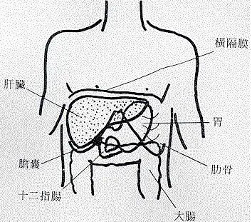 肝部在什么位置