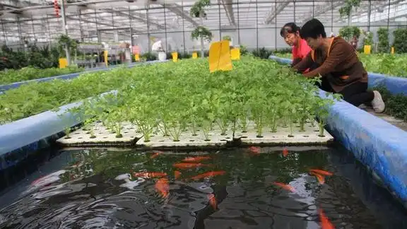 水上种菜水下种鱼鱼价位翻3倍菜价位翻5倍温室工厂鱼菜共生