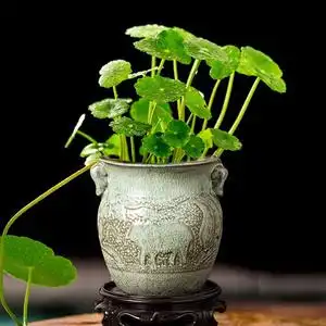 无孔招财铜钱草水养创意专用盆水培水仙花盆陶瓷好养室内花草金钱