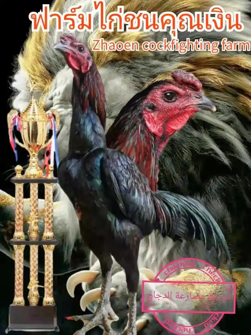 #斗鸡文化上热门 #斗鸡文化 #斗鸡爱好者 #泰国斗鸡 看上 - 抖音