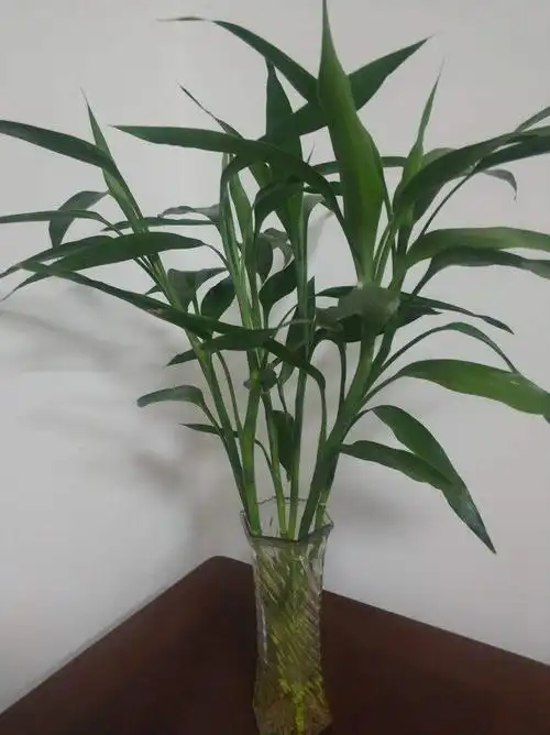 水培富贵竹怎么生根快(富贵竹快速生根法讲解)-其他花草_【三农电视网