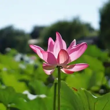 妈妈辈头像图片 微信头像图片大全 -【爱个性】