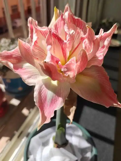 朱顶红美丽仙女漂亮女神