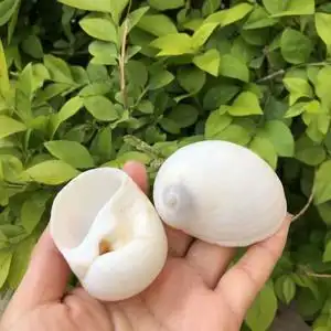 白色海螺