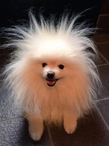 是只小狮子,剪了毛秒变小可爱,这波主人赚了|狗狗|可爱|博美_新浪新闻