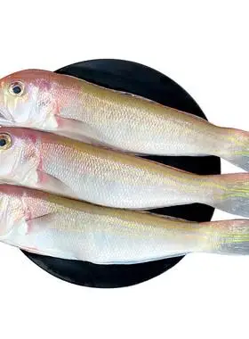 马头鱼野生海钓深海冷冻海鲜水产方头鱼马面鱼500g海鱼新鲜斧头鱼