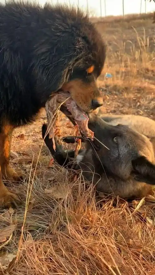 藏獒和狼之间的较量,结果你们还满意吗?