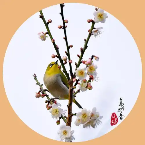 【鸟语花香】千幅图(一)