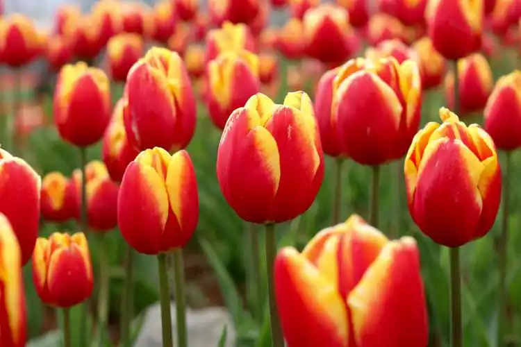 美丽的爱之花一郁金香