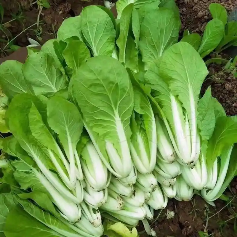 春天,常给孩子吃"它",提高免疫力,增强钙吸收,再贵也要舍得