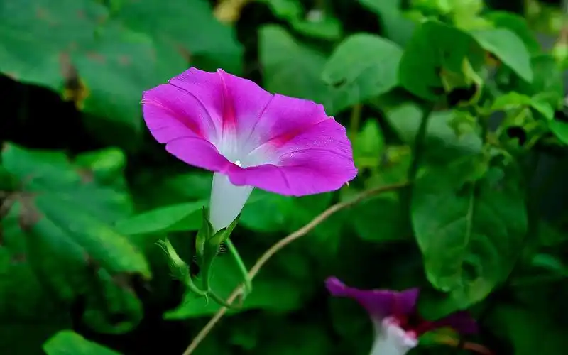 牵牛花图/文网络 部分自拍