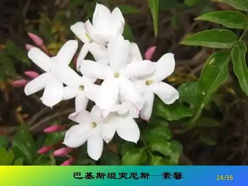 转载世界各国的国花