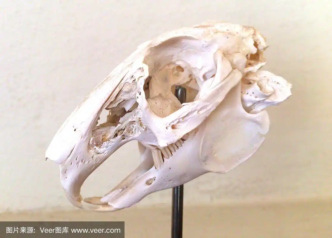 兔颅骨