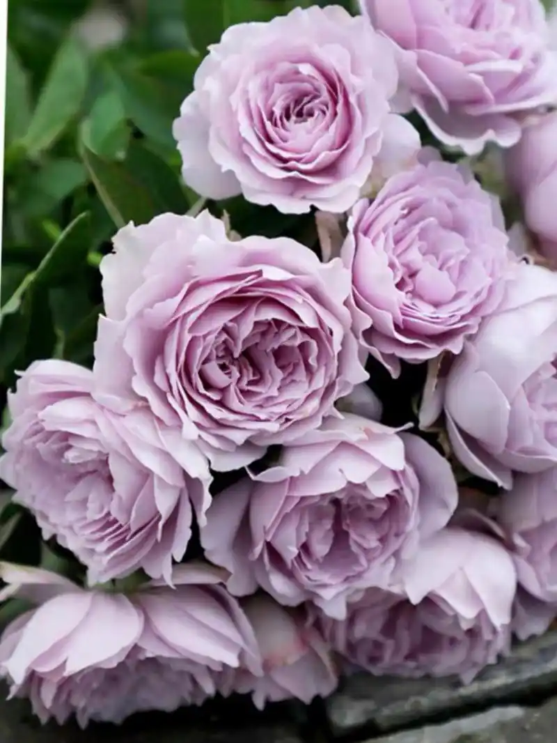 空蒙 蓝色系月季 推荐指数: 空蒙「水光潋滟晴方好,山色空蒙雨亦奇.