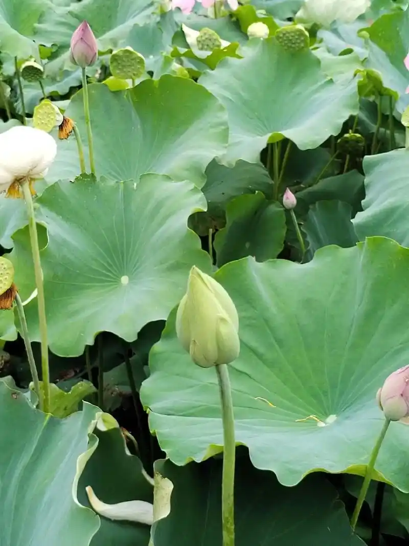 荷花的生长过程主要经过萌芽期,幼苗期,立叶期,开花期,可惜只 - 抖音