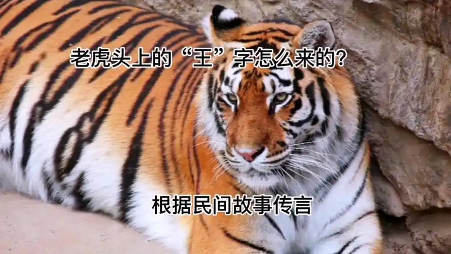 据说老虎头上的王字有一段神奇的佳话