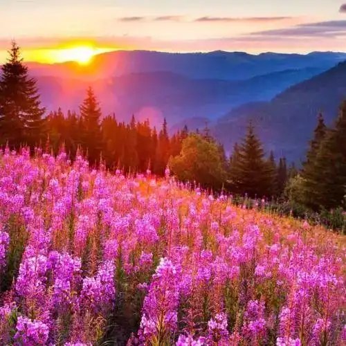 给人动力的阳光心语精致唯美句句获赞