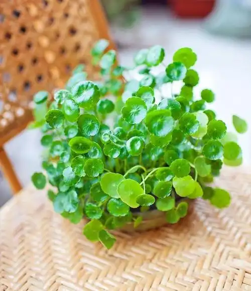 铜钱草平时这样养生长旺盛轻松长满一盆又一盆