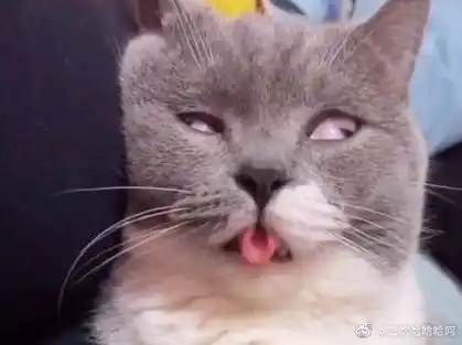 猫咪搞笑表情包大赏