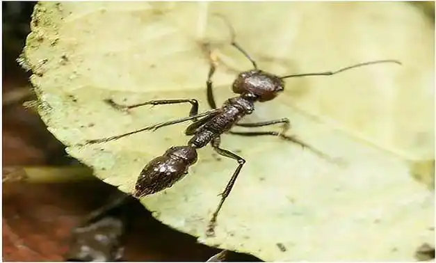 超级小知识丨奇趣大自然之可怕的子弹蚁