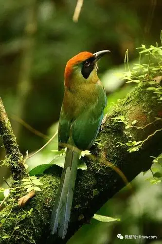 全球观鸟日-认识世界的100种鸟类