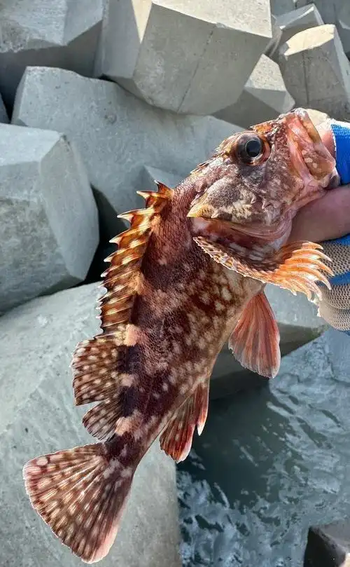 乱石礁洞的石狗公鱼