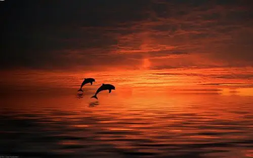 壁纸,日落,海豚