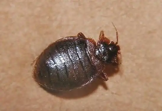 臭虫是怎么产生的这样灭臭虫治标又治本