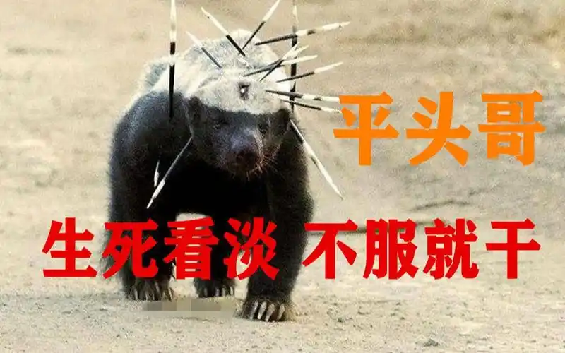 我老大天老二,面对狮子不服就干的"平头哥"