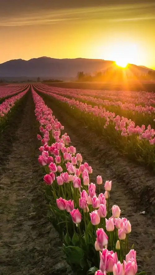 高清黄色花海风景h5背景