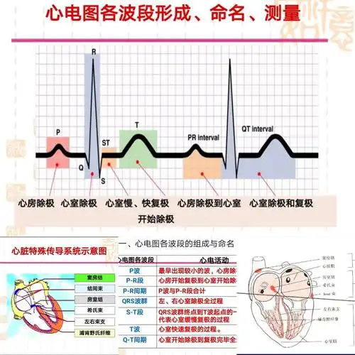 学习内容包括心电图各波段的形成,命名,测量,心脏传导系统,各波段的
