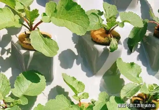 无土栽培的樱桃萝卜,原来长这样!第一次见!